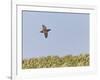 Common Quail (Coturnix Coturnix) Flying over Field, Spain, May-Markus Varesvuo-Framed Photographic Print