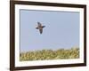 Common Quail (Coturnix Coturnix) Flying over Field, Spain, May-Markus Varesvuo-Framed Photographic Print