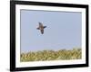 Common Quail (Coturnix Coturnix) Flying over Field, Spain, May-Markus Varesvuo-Framed Photographic Print