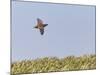 Common Quail (Coturnix Coturnix) Flying over Field, Spain, May-Markus Varesvuo-Mounted Photographic Print