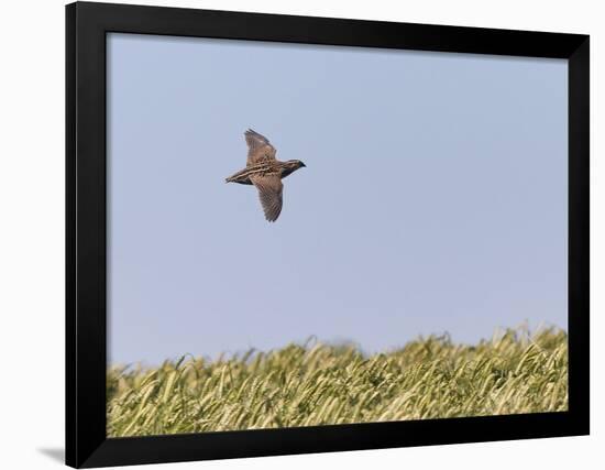 Common Quail (Coturnix Coturnix) Flying over Field, Spain, May-Markus Varesvuo-Framed Photographic Print