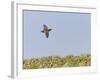 Common Quail (Coturnix Coturnix) Flying over Field, Spain, May-Markus Varesvuo-Framed Photographic Print