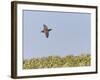 Common Quail (Coturnix Coturnix) Flying over Field, Spain, May-Markus Varesvuo-Framed Photographic Print
