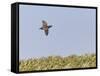Common Quail (Coturnix Coturnix) Flying over Field, Spain, May-Markus Varesvuo-Framed Stretched Canvas