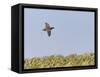 Common Quail (Coturnix Coturnix) Flying over Field, Spain, May-Markus Varesvuo-Framed Stretched Canvas