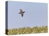 Common Quail (Coturnix Coturnix) Flying over Field, Spain, May-Markus Varesvuo-Stretched Canvas