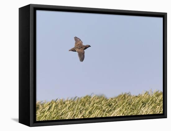 Common Quail (Coturnix Coturnix) Flying over Field, Spain, May-Markus Varesvuo-Framed Stretched Canvas