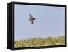 Common Quail (Coturnix Coturnix) Flying over Field, Spain, May-Markus Varesvuo-Framed Stretched Canvas