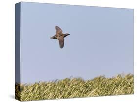 Common Quail (Coturnix Coturnix) Flying over Field, Spain, May-Markus Varesvuo-Stretched Canvas