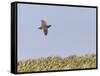 Common Quail (Coturnix Coturnix) Flying over Field, Spain, May-Markus Varesvuo-Framed Stretched Canvas