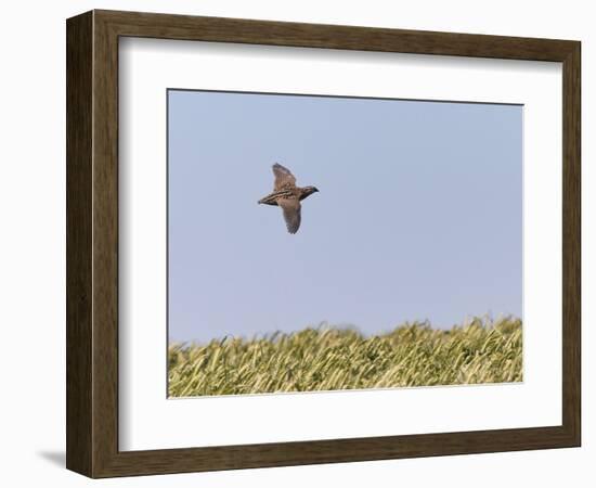 Common Quail (Coturnix Coturnix) Flying over Field, Spain, May-Markus Varesvuo-Framed Photographic Print