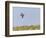 Common Quail (Coturnix Coturnix) Flying over Field, Spain, May-Markus Varesvuo-Framed Photographic Print