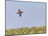 Common Quail (Coturnix Coturnix) Flying over Field, Spain, May-Markus Varesvuo-Mounted Photographic Print
