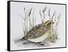 Common Quail (Coturnix Coturnix), Phasianidae-null-Framed Stretched Canvas
