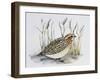 Common Quail (Coturnix Coturnix), Phasianidae-null-Framed Giclee Print