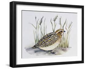 Common Quail (Coturnix Coturnix), Phasianidae-null-Framed Giclee Print