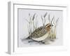 Common Quail (Coturnix Coturnix), Phasianidae-null-Framed Giclee Print