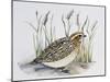 Common Quail (Coturnix Coturnix), Phasianidae-null-Mounted Giclee Print