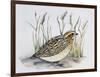Common Quail (Coturnix Coturnix), Phasianidae-null-Framed Giclee Print