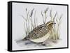 Common Quail (Coturnix Coturnix), Phasianidae-null-Framed Stretched Canvas