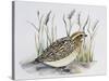 Common Quail (Coturnix Coturnix), Phasianidae-null-Stretched Canvas