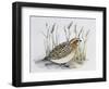 Common Quail (Coturnix Coturnix), Phasianidae-null-Framed Giclee Print