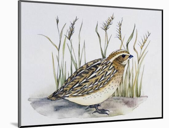 Common Quail (Coturnix Coturnix), Phasianidae-null-Mounted Giclee Print