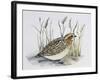 Common Quail (Coturnix Coturnix), Phasianidae-null-Framed Giclee Print