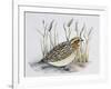 Common Quail (Coturnix Coturnix), Phasianidae-null-Framed Giclee Print