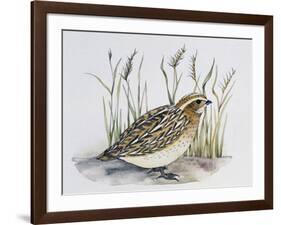 Common Quail (Coturnix Coturnix), Phasianidae-null-Framed Giclee Print