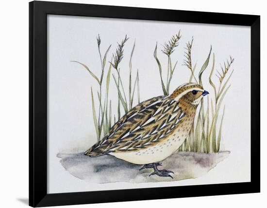 Common Quail (Coturnix Coturnix), Phasianidae-null-Framed Giclee Print