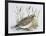 Common Quail (Coturnix Coturnix), Phasianidae-null-Framed Giclee Print