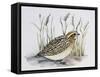 Common Quail (Coturnix Coturnix), Phasianidae-null-Framed Stretched Canvas