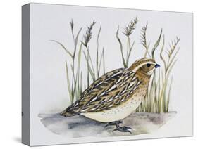 Common Quail (Coturnix Coturnix), Phasianidae-null-Stretched Canvas