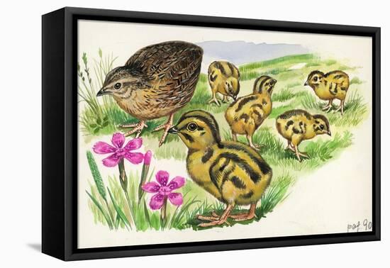 Common Quail Coturnix Coturnix with Chicks-null-Framed Stretched Canvas