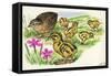 Common Quail Coturnix Coturnix with Chicks-null-Framed Stretched Canvas