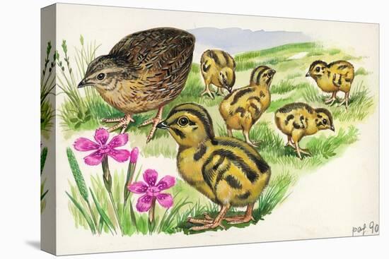 Common Quail Coturnix Coturnix with Chicks-null-Stretched Canvas