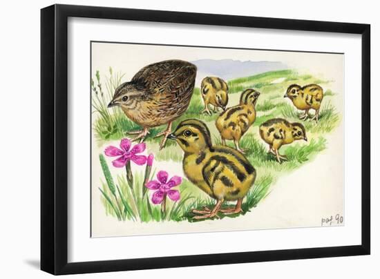 Common Quail Coturnix Coturnix with Chicks-null-Framed Giclee Print