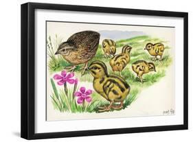 Common Quail Coturnix Coturnix with Chicks-null-Framed Giclee Print