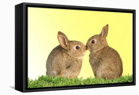 Common Rabbit Young Two Kissing with Yellow Background-null-Framed Stretched Canvas