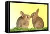 Common Rabbit Young Two Kissing with Yellow Background-null-Framed Stretched Canvas