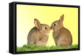 Common Rabbit Young Two Kissing with Yellow Background-null-Framed Stretched Canvas