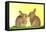 Common Rabbit Young Two Kissing with Yellow Background-null-Framed Stretched Canvas