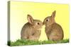 Common Rabbit Young Two Kissing with Yellow Background-null-Stretched Canvas