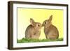 Common Rabbit Young Two Kissing with Yellow Background-null-Framed Photographic Print