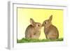 Common Rabbit Young Two Kissing with Yellow Background-null-Framed Photographic Print