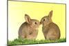 Common Rabbit Young Two Kissing with Yellow Background-null-Mounted Photographic Print