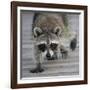 Common Raccoon (Procyon lotor) adult, walking on boardwalk in swamp, Florida, USA-Edward Myles-Framed Photographic Print