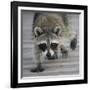 Common Raccoon (Procyon lotor) adult, walking on boardwalk in swamp, Florida, USA-Edward Myles-Framed Photographic Print