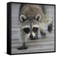 Common Raccoon (Procyon lotor) adult, walking on boardwalk in swamp, Florida, USA-Edward Myles-Framed Stretched Canvas